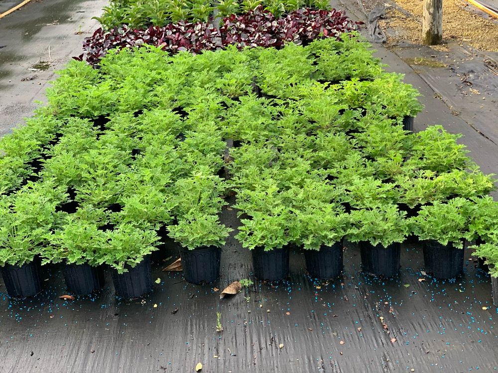 pelargonium-citrosum-vanleenii-citrosa-geranium-citronella-plant