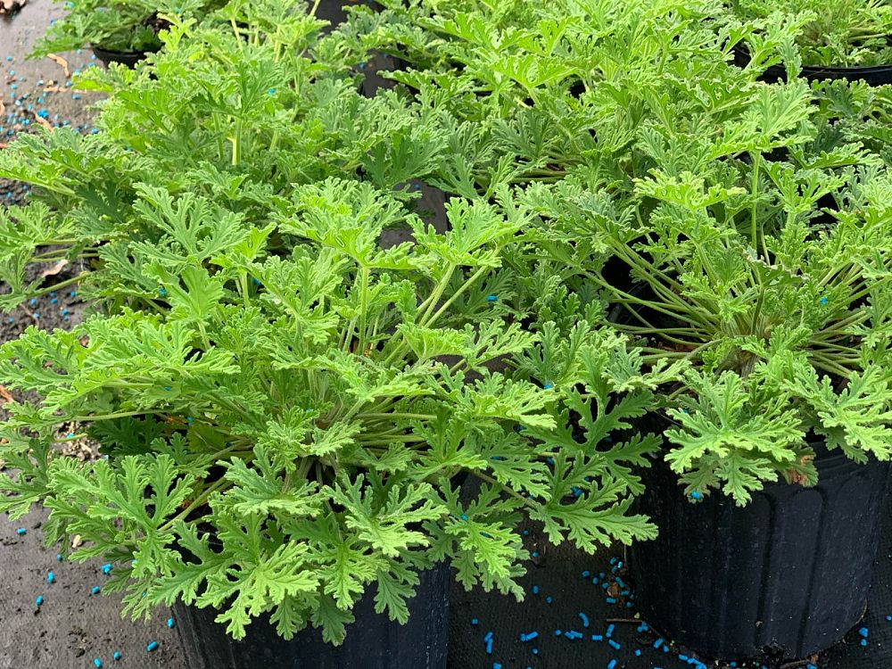 pelargonium-citrosum-vanleenii-citrosa-geranium-citronella-plant