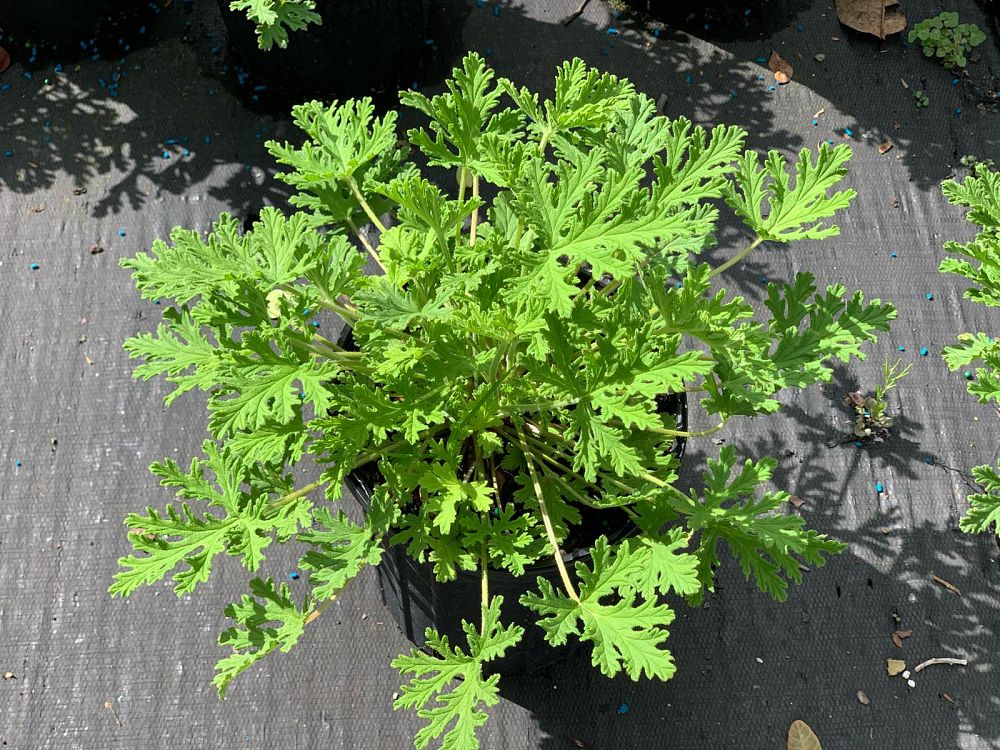 pelargonium-citrosum-vanleenii-citrosa-geranium-citronella-plant