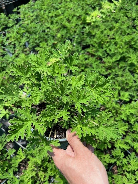 pelargonium-citrosum-vanleenii-citrosa-geranium-citronella-plant