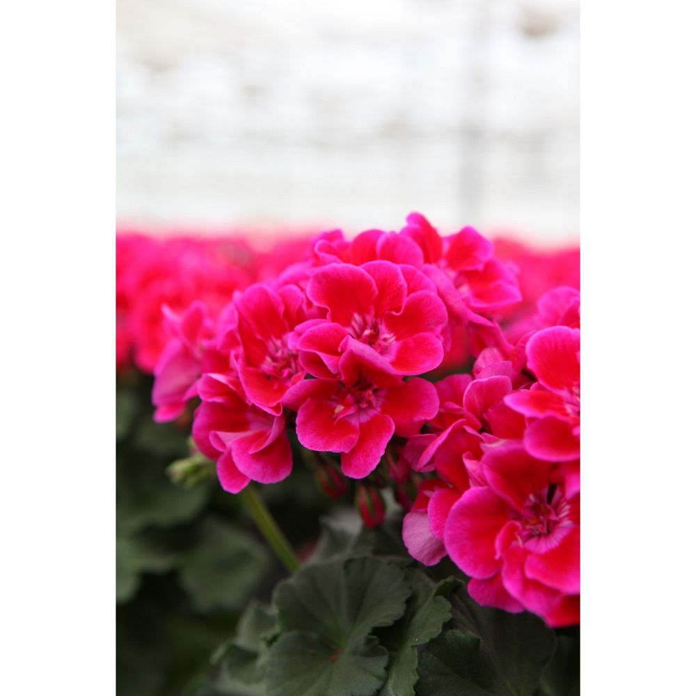 pelargonium-geranium