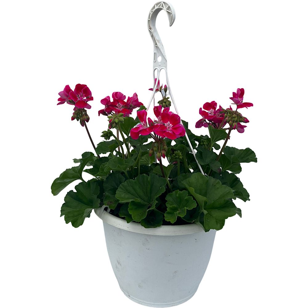 pelargonium-geranium