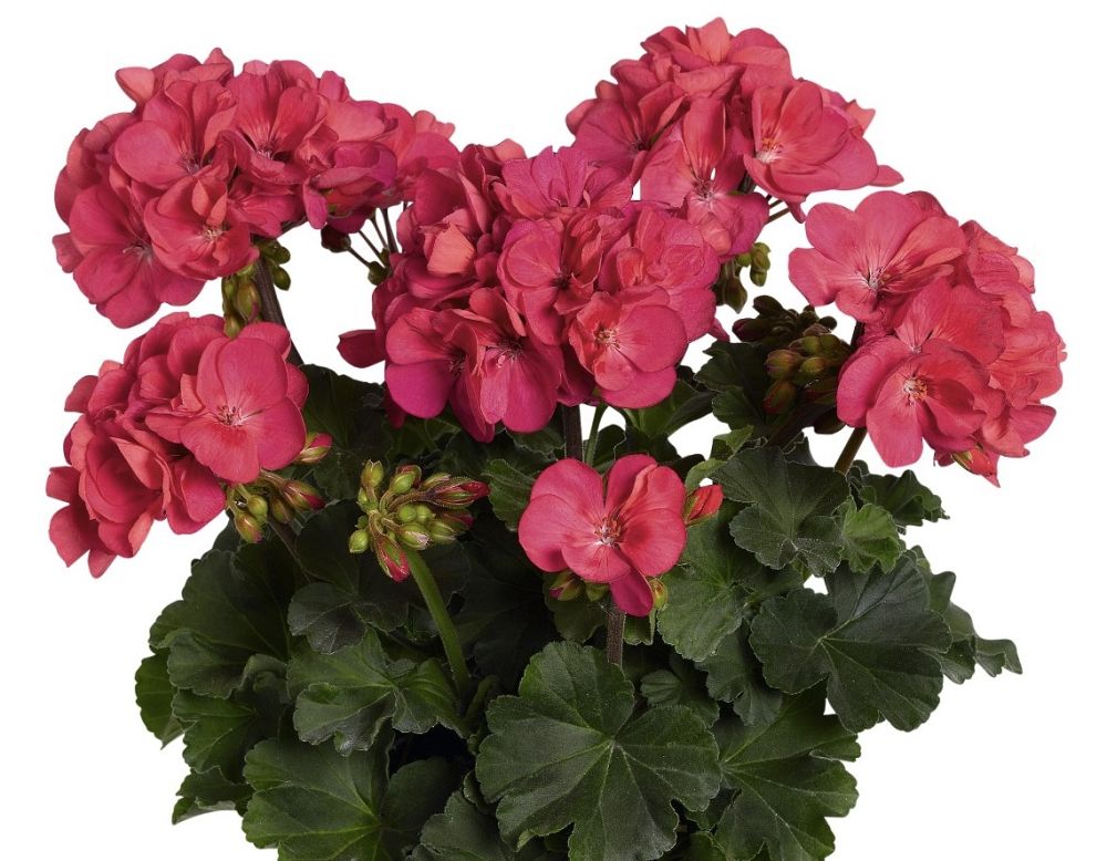 pelargonium-geranium