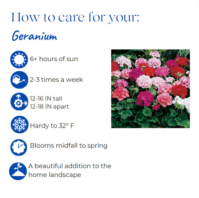 pelargonium-geranium