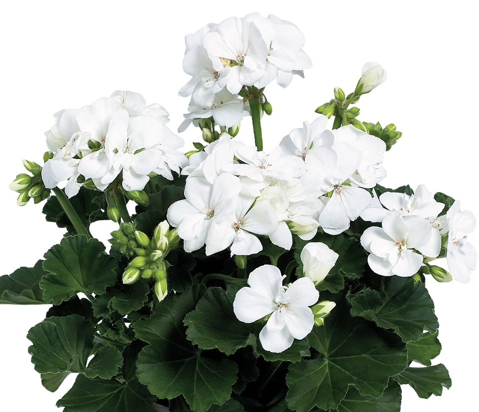 pelargonium-geranium