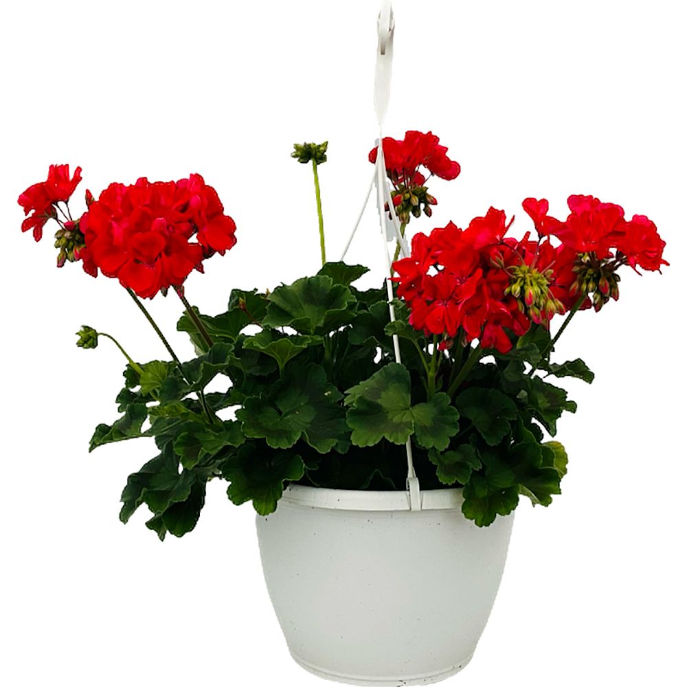 pelargonium-geranium