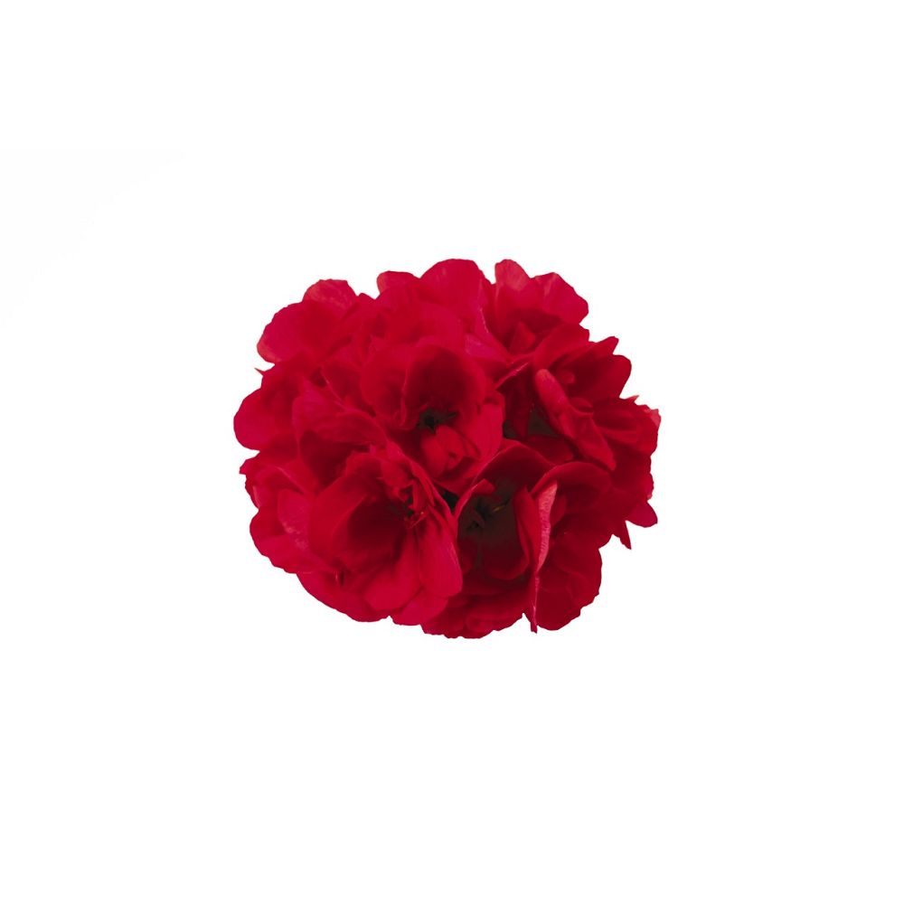 pelargonium-geranium