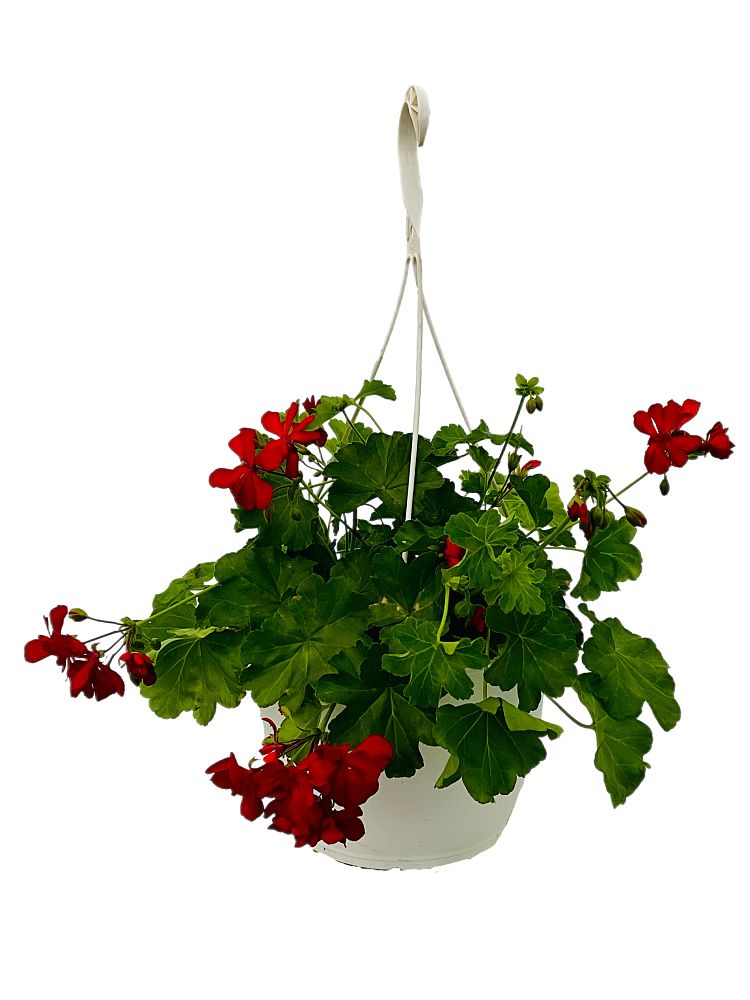 pelargonium-geranium