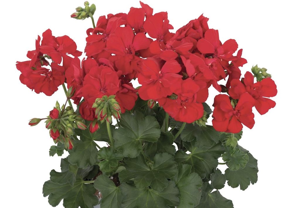 pelargonium-geranium