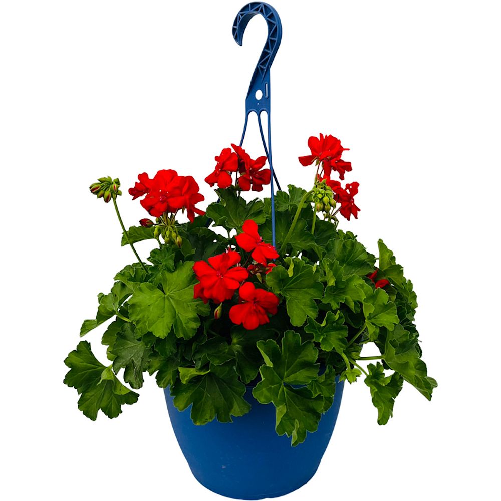 pelargonium-geranium