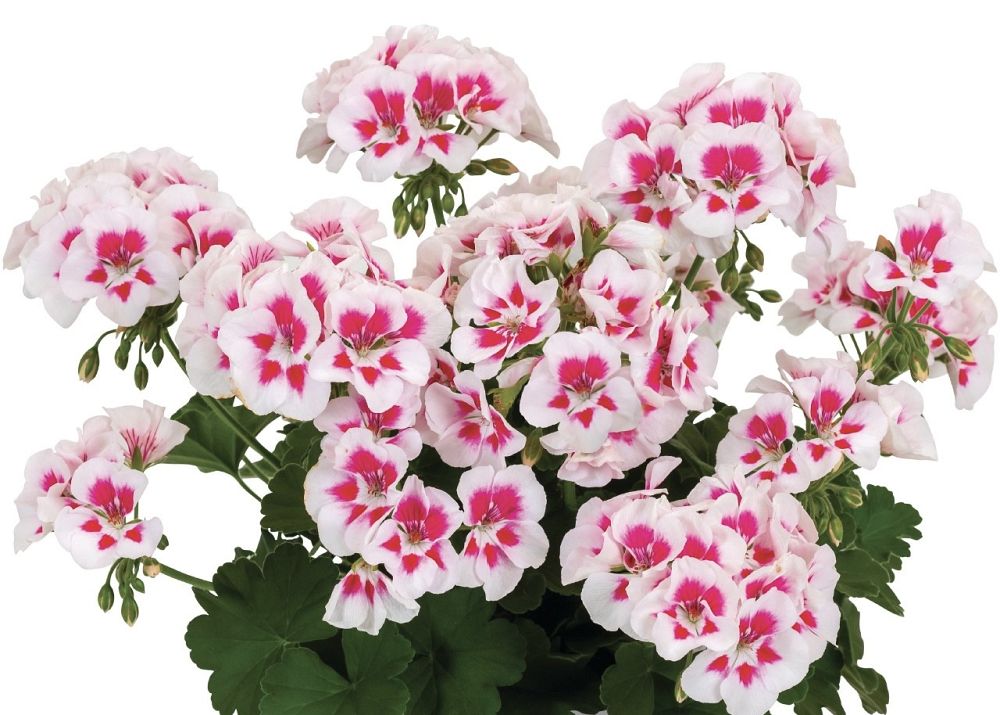 pelargonium-geranium