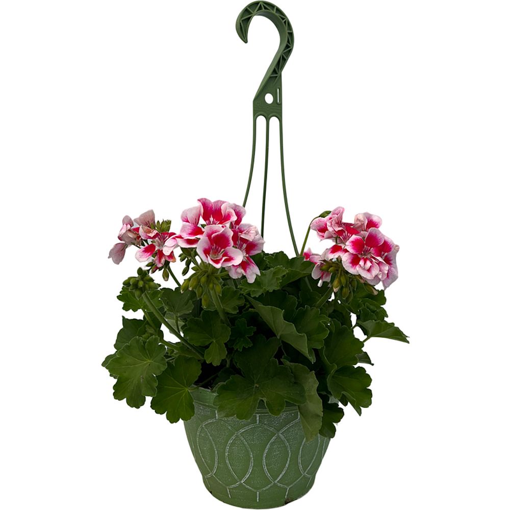 pelargonium-geranium