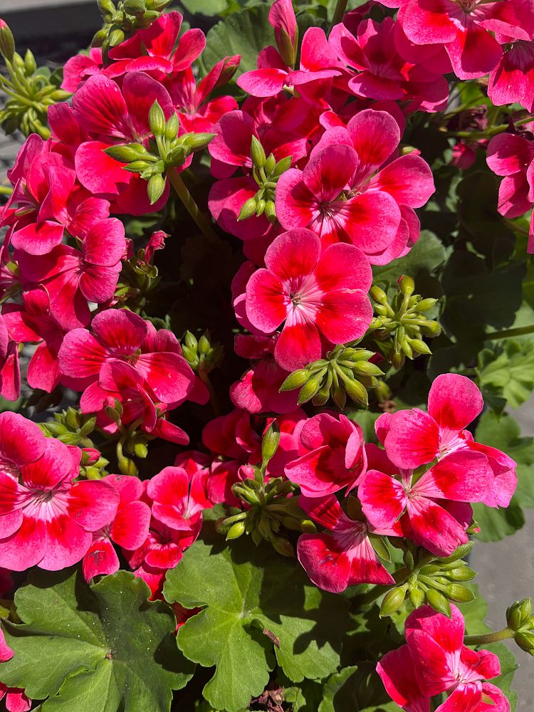 pelargonium-geranium