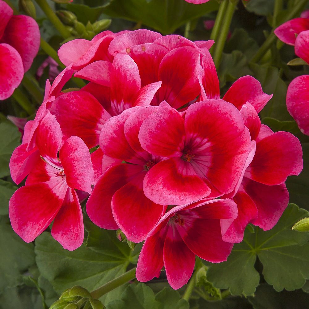 pelargonium-geranium