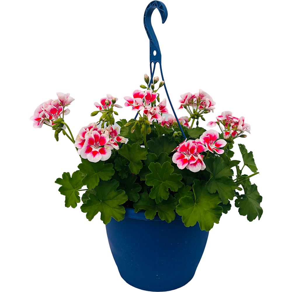 pelargonium-geranium