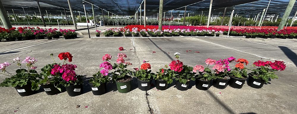 pelargonium-geranium