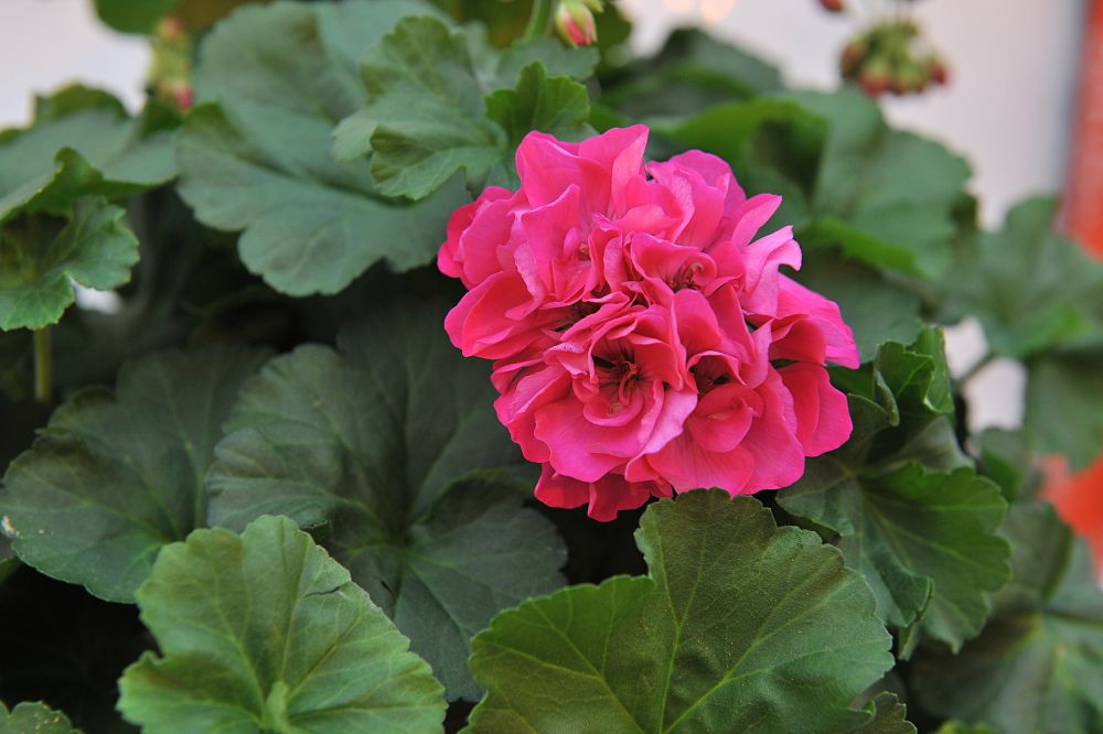 pelargonium-hortorum-big-ezee-fuchsia-blue-geranium