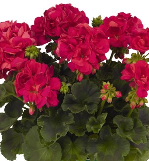 pelargonium-hortorum-big-ezee-neon-geranium