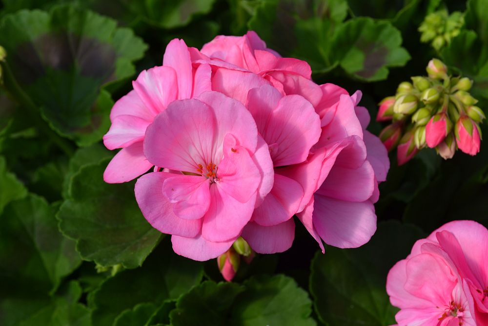 pelargonium-hortorum-big-ezee-pink-geranium