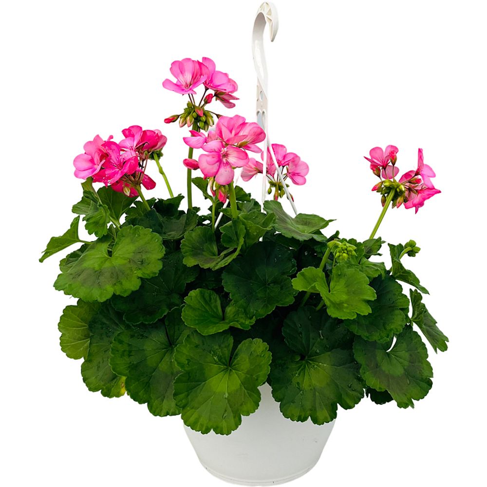 pelargonium-hortorum-big-ezee-pink-geranium