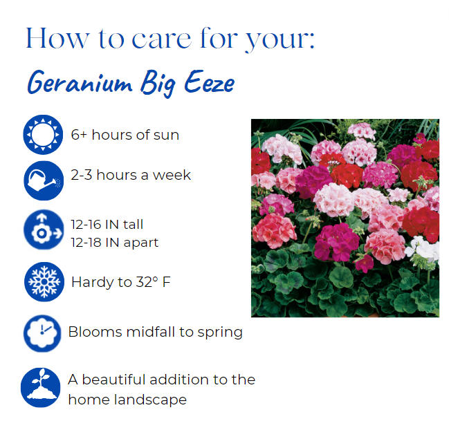 pelargonium-hortorum-big-ezee-pink-geranium