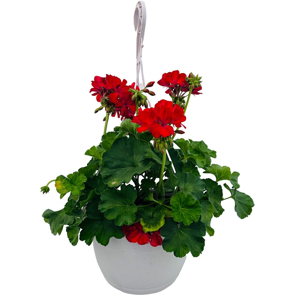 pelargonium-hortorum-big-ezee-red-geranium