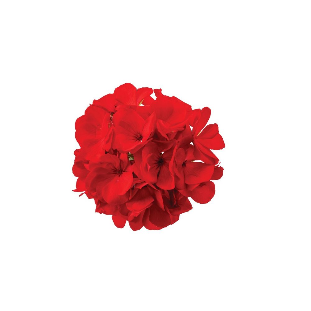 pelargonium-hortorum-big-ezee-red-geranium