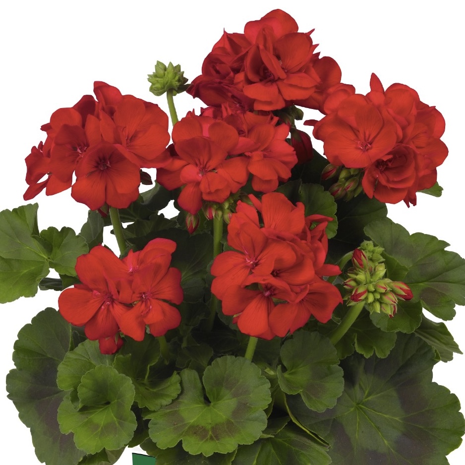 pelargonium-hortorum-big-ezee-red-geranium