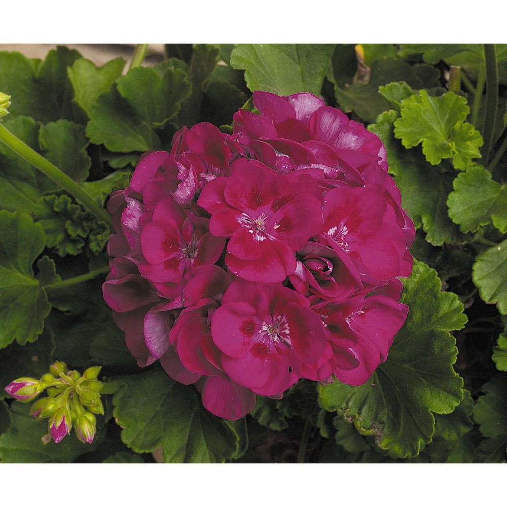 pelargonium-patriot-series-geranium