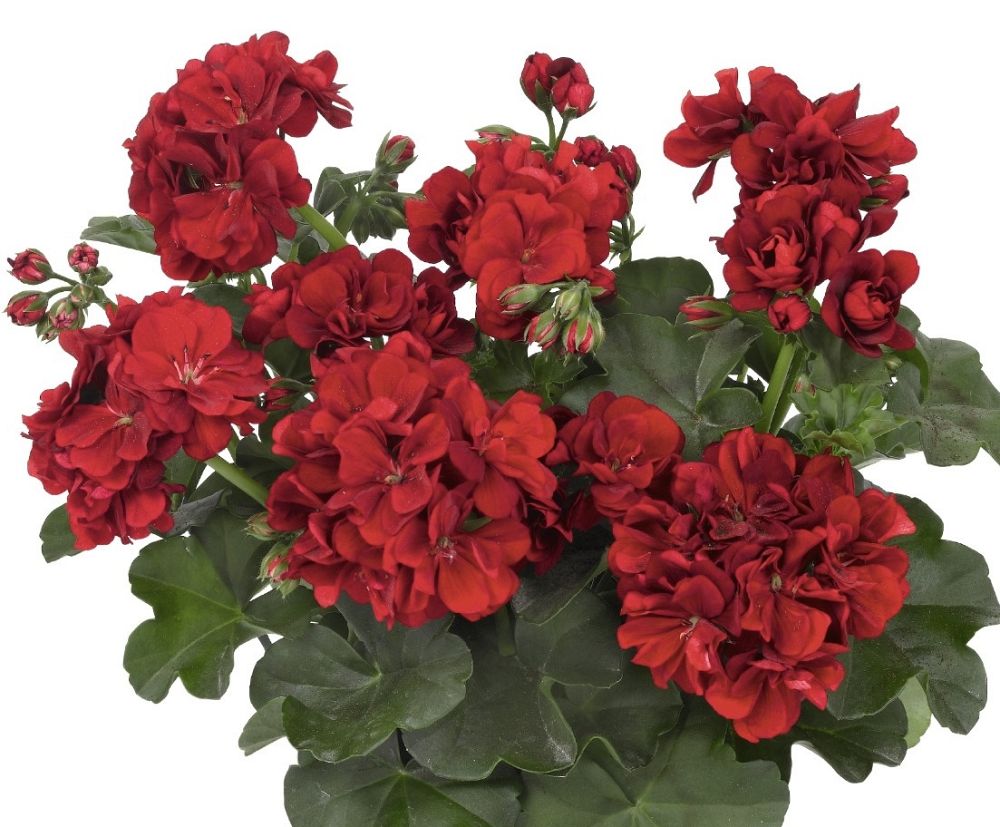 pelargonium-peltatum-great-balls-of-fire-dark-red-ivy-geranium