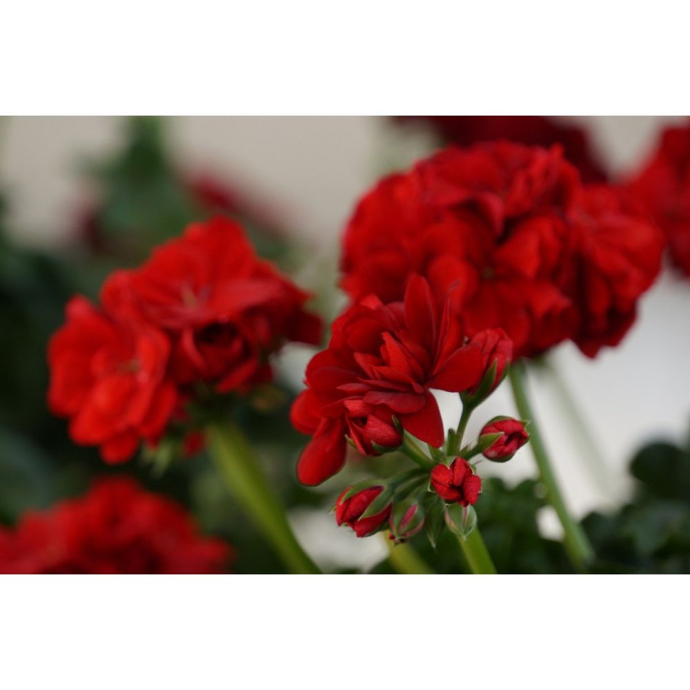 pelargonium-peltatum-great-balls-of-fire-dark-red-ivy-geranium