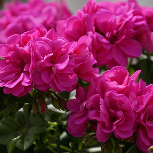 pelargonium-peltatum-great-balls-of-fire-ivy-geranium