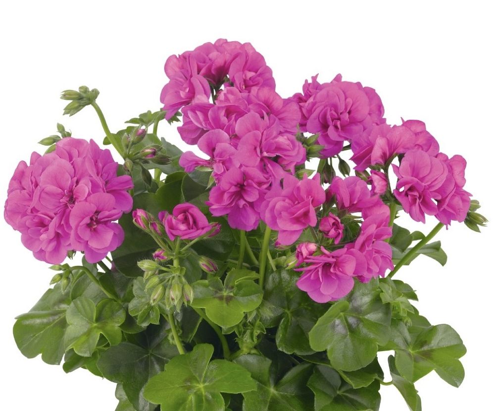 pelargonium-peltatum-great-balls-of-fire-ivy-geranium