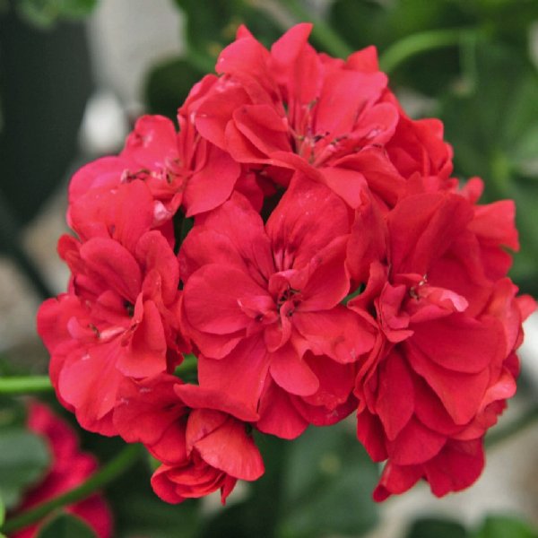 pelargonium-peltatum-great-balls-of-fire-ivy-geranium