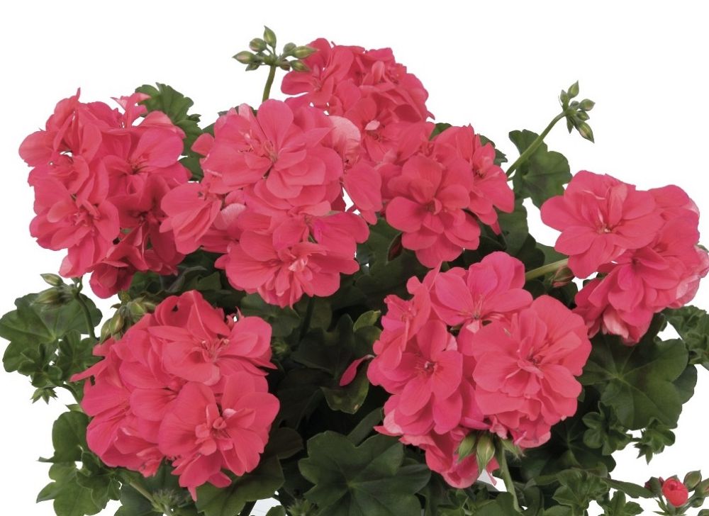 pelargonium-peltatum-great-balls-of-fire-ivy-geranium