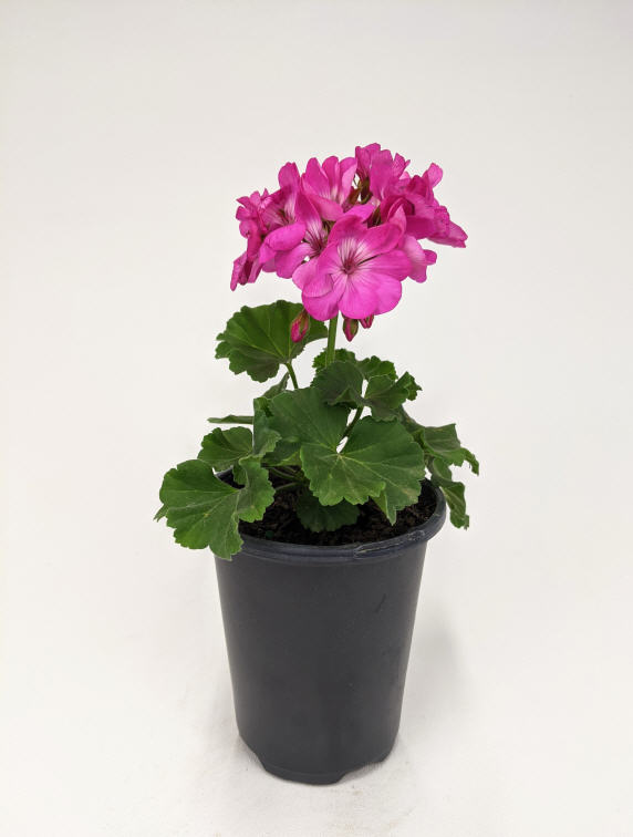 pelargonium-savannah-blue-geranium