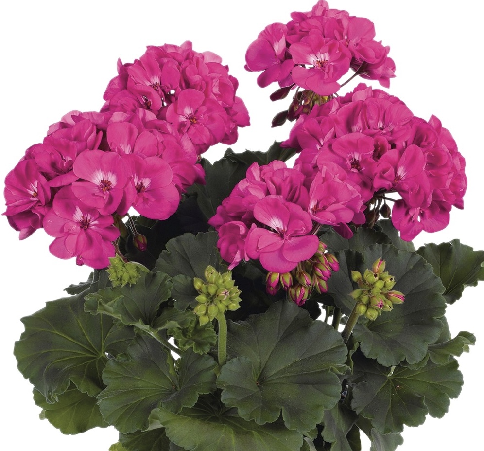 pelargonium-savannah-blue-geranium
