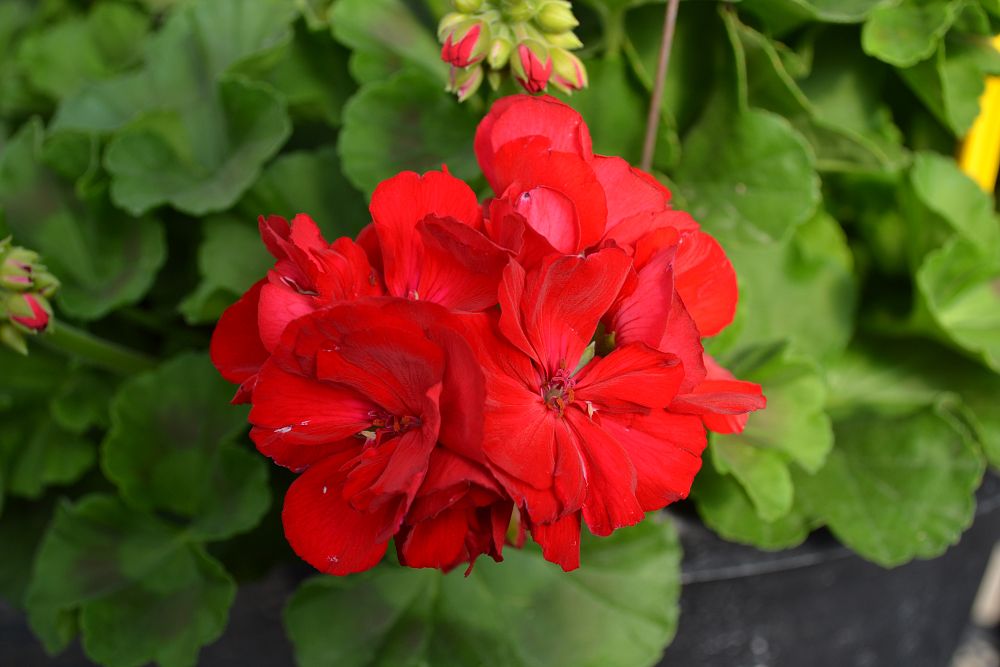 pelargonium-savannah-hot-rodred-savannah-hot-rod-red-geranium