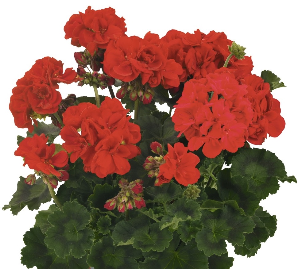 pelargonium-savannah-hot-rodred-savannah-hot-rod-red-geranium