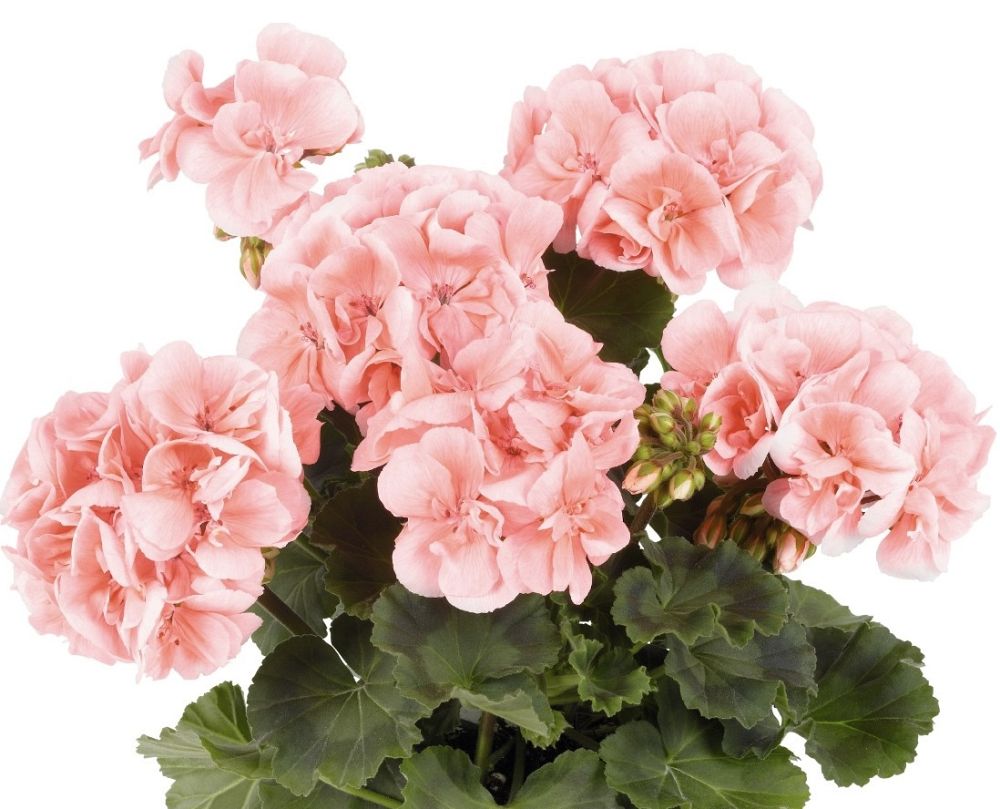 pelargonium-savannah-light-salmon-geranium
