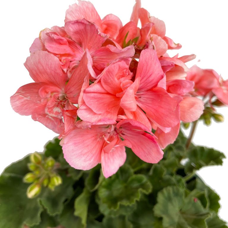 pelargonium-savannah-light-salmon-geranium
