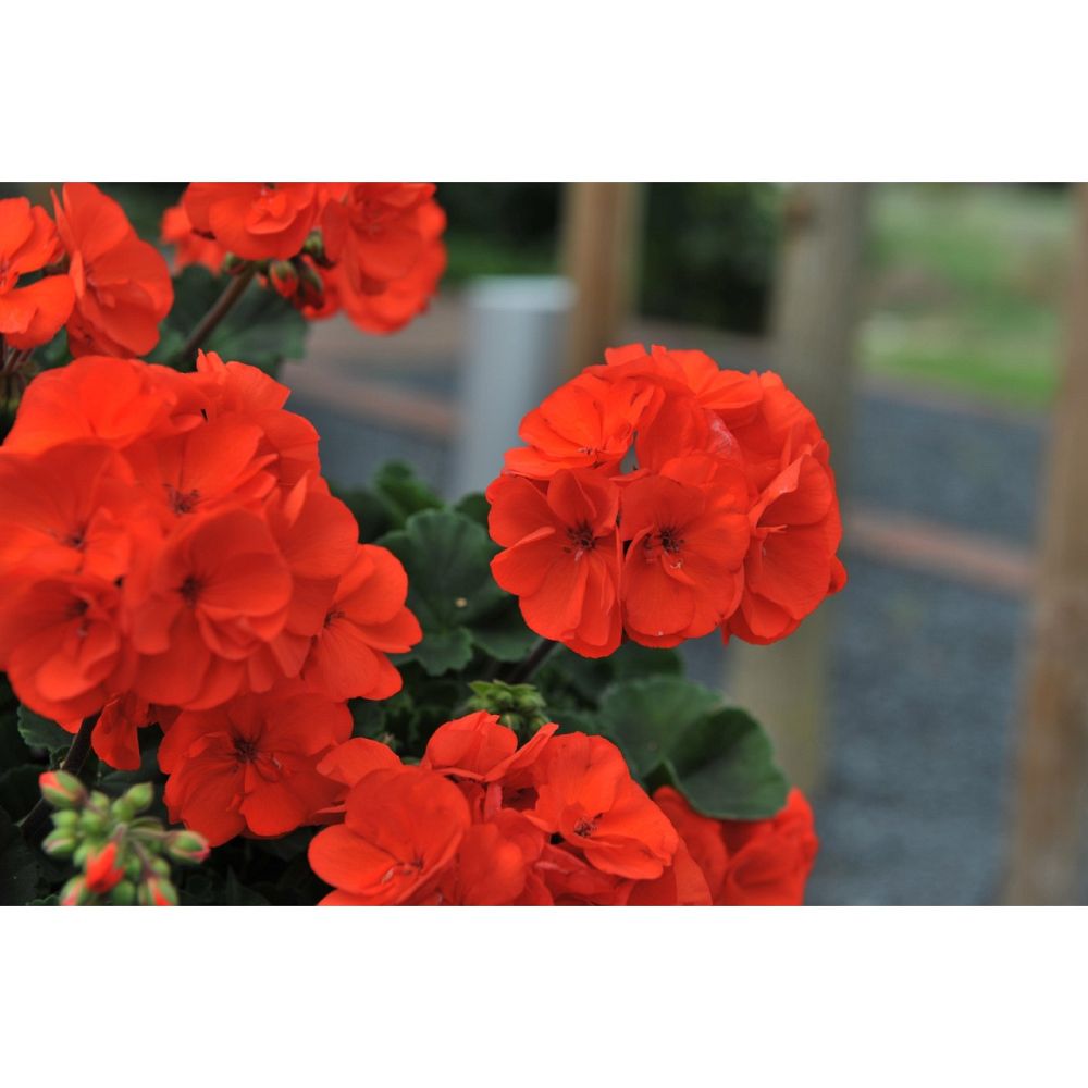 pelargonium-savannah-oh-so-orange-geranium