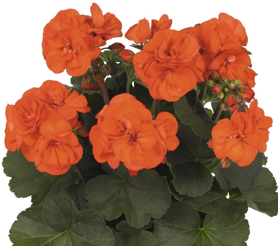 pelargonium-savannah-oh-so-orange-geranium