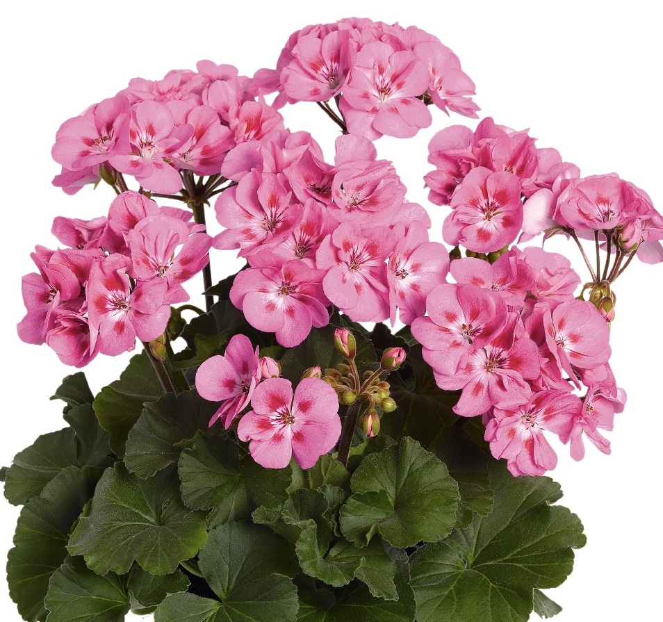pelargonium-savannah-pink-geranium