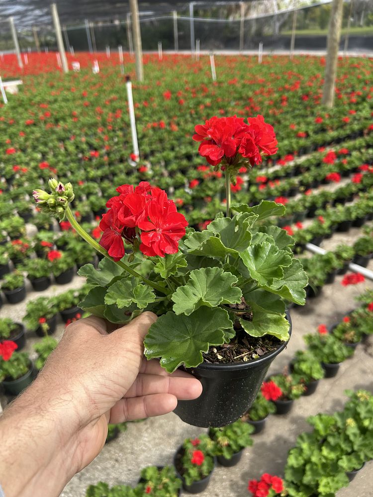 pelargonium-x-hortorum-patriot-bright-red-horseshoe-geranium-zonal-geranium-fish-geranium