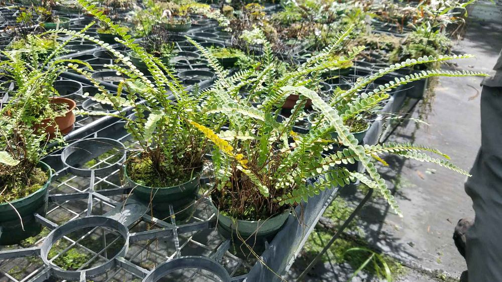 pellaea-paradoxa-glowstar-glowstar-fern
