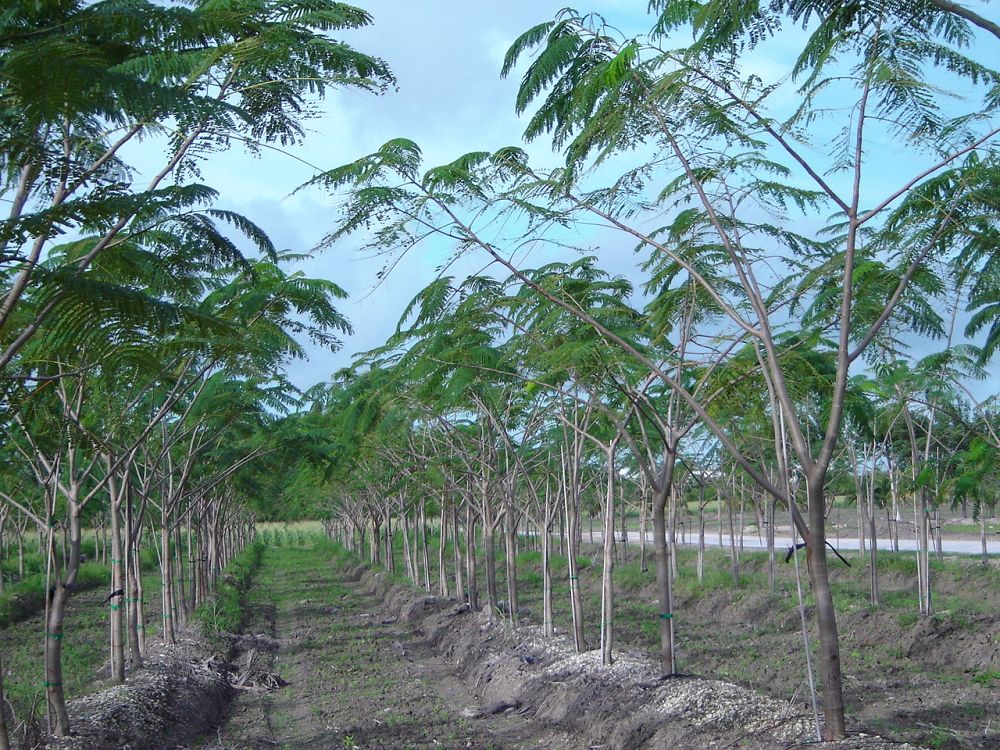 peltophorum-dubium-yellow-poinciana