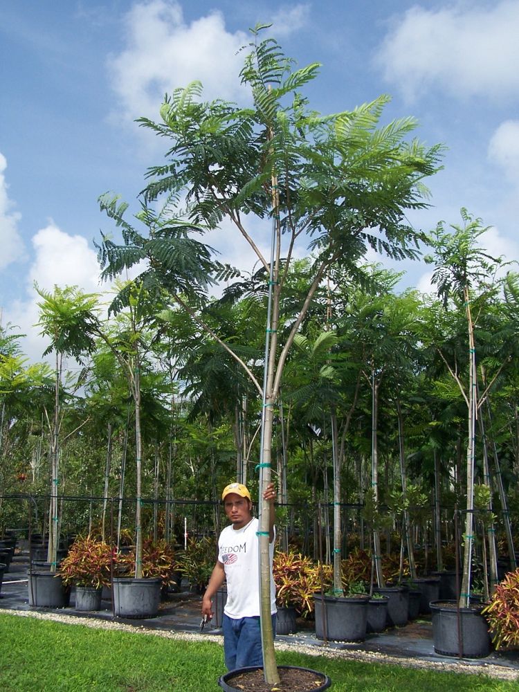 peltophorum-dubium-yellow-poinciana