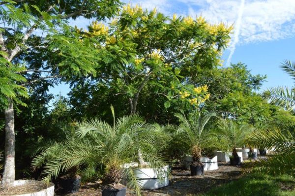 peltophorum-dubium-yellow-poinciana