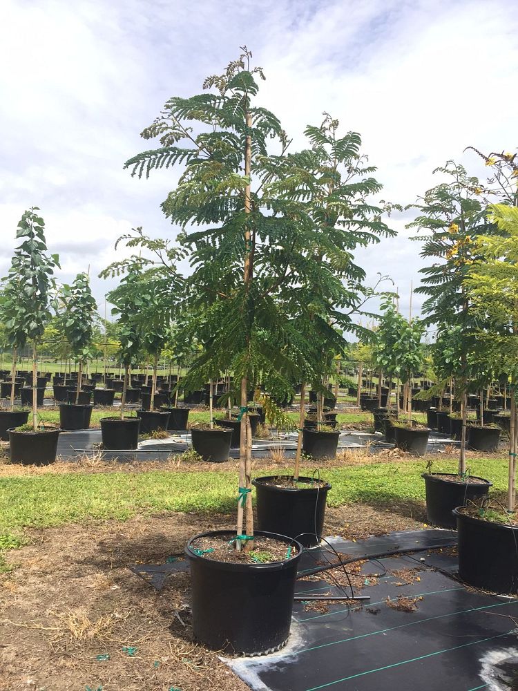 peltophorum-dubium-yellow-poinciana